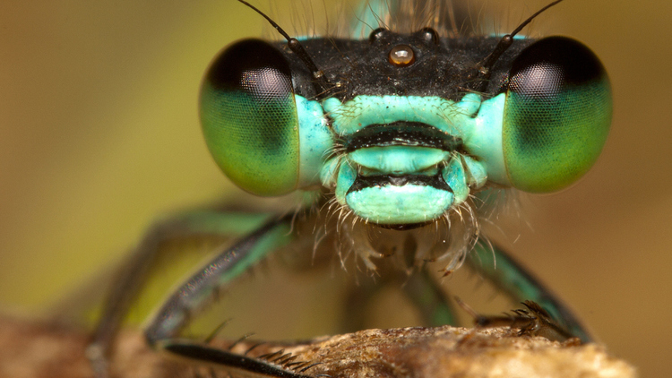 Damselfly_IliaKarmanov.jpg