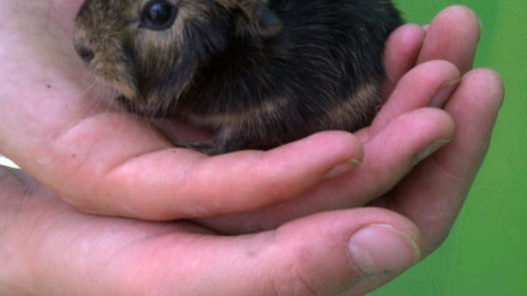 Stepney City Farm