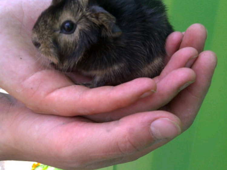 Stepney City Farm