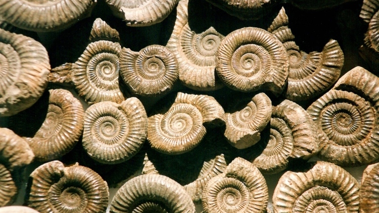 Fossil Forage | Things to do in London