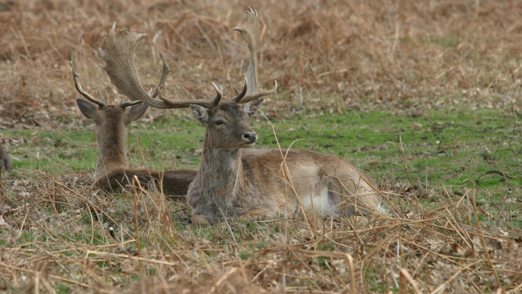 Bushy_Park_©Giles_Barnard.jpg