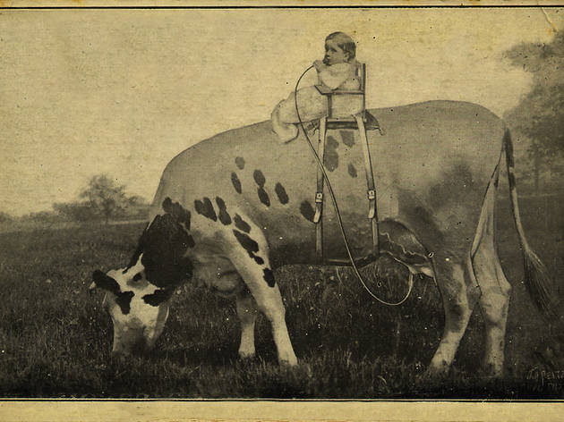 milkintheland.jpg milkintheland.jpg