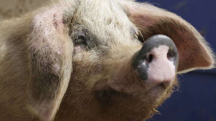 Pet the pigs at a city farm