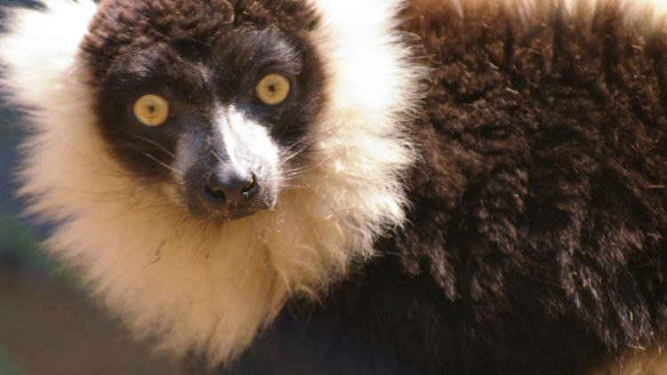 Battersea Park Children's Zoo