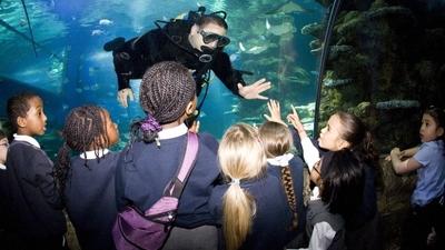 SEA LIFE London Aquarium | Tickets, facts, deals and general info ...