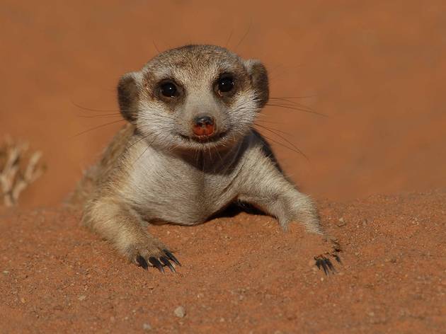 Meerkats.jpg Meerkats.jpg