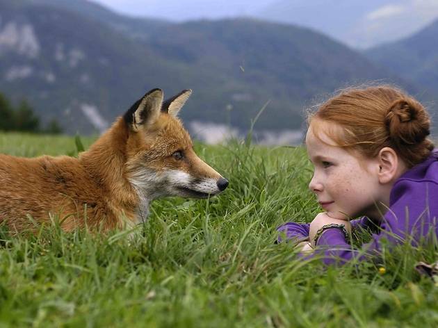 Renard07523.jpg Renard07523.jpg