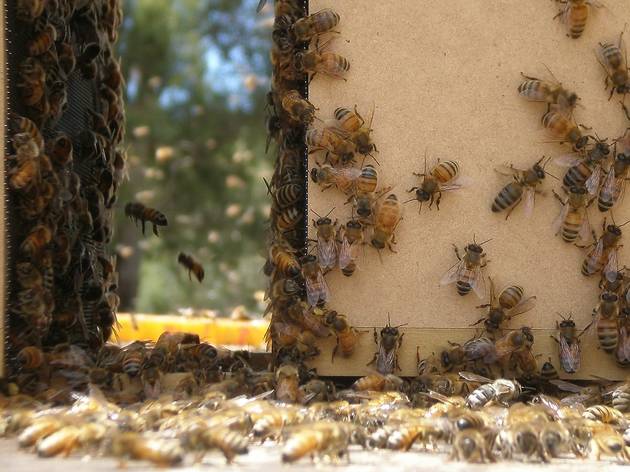 Vanishing of the bees.jpg Vanishing of the bees.jpg