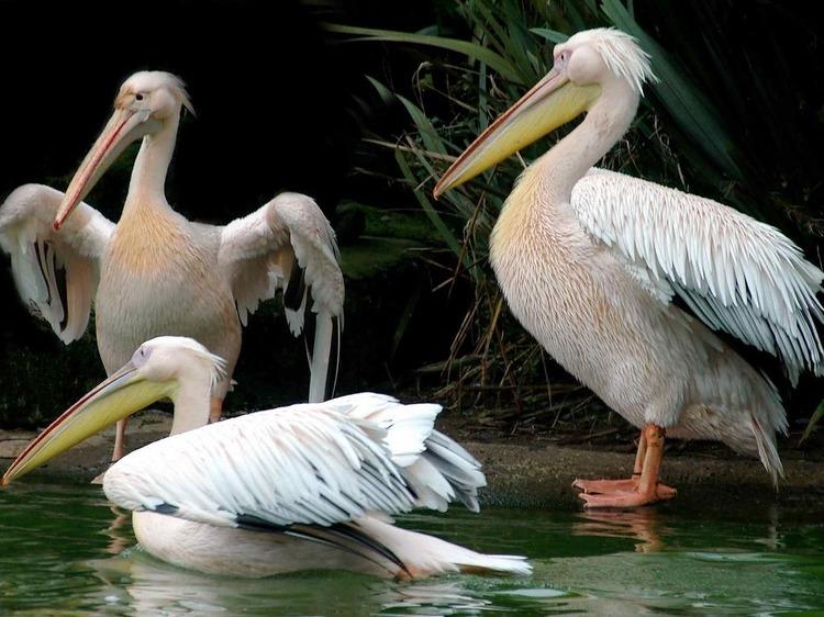 Pelicans.jpg