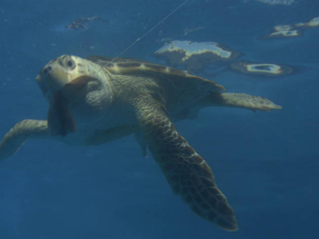 turtle.jpg turtle.jpg