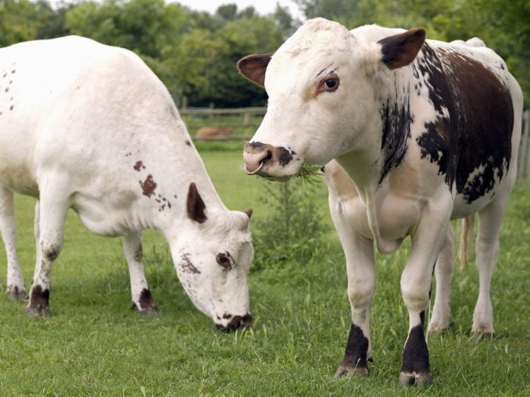 Mudchute Park and Farm