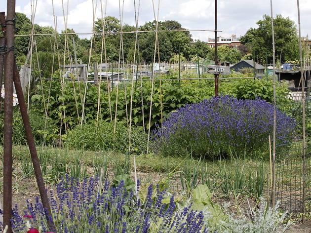 Fulham Palace Allotments 8.JPG.JPG Fulham Palace Allotments 8.JPG.JPG