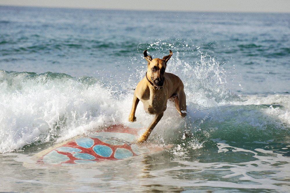 Marmaduke 2010, directed by Tom Dey Film review