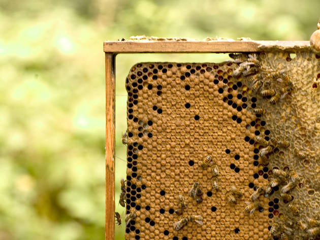 honey_credit_RobGreig.jpg honey_credit_RobGreig.jpg