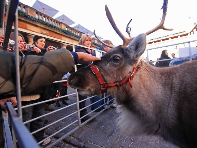 ReindeerPettingCoventGarden_Press2010.jpg ReindeerPettingCoventGarden_Press2010.jpg