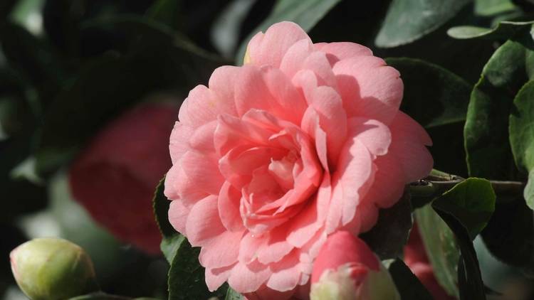  Middlemist Red © Clare Kendall[142].jpg