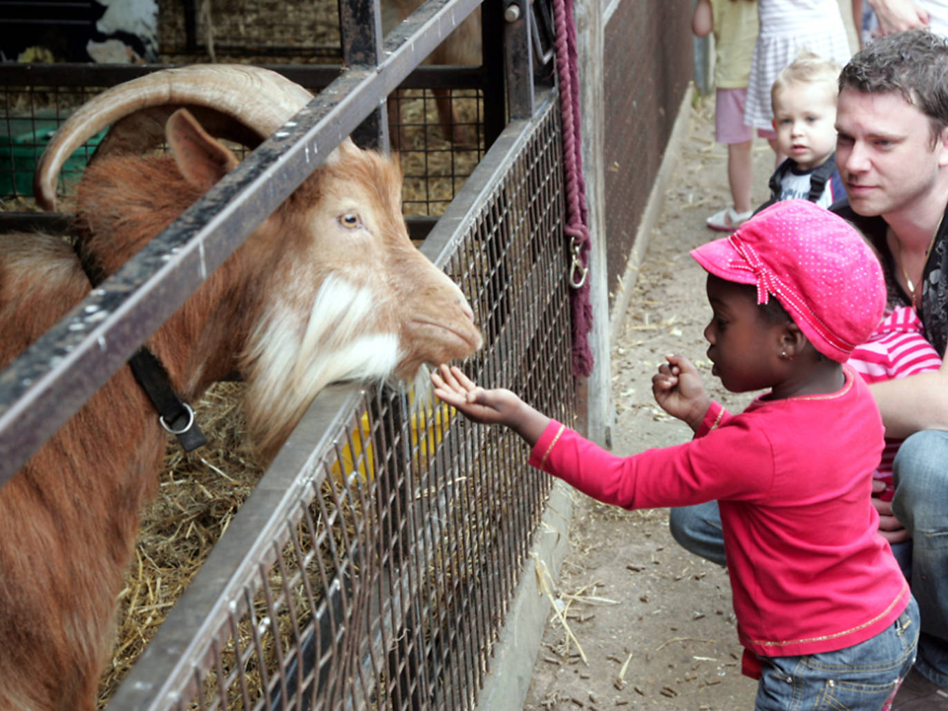 Best City Farms In London For Spotting Super Cute Animals