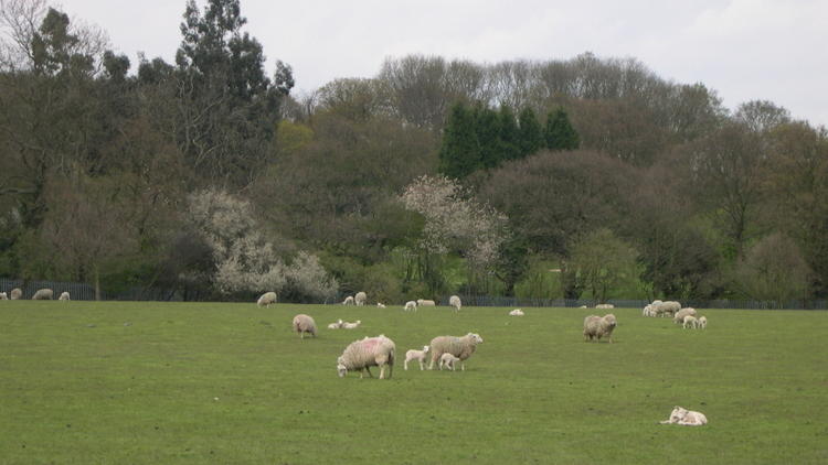 Woodlands Farm.JPG