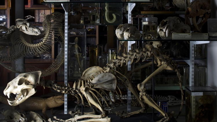 AT_GrantMuseum2_CREDIT_UCLGrantMuseum_MattClayton.jpg