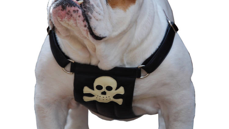 cyril bulldog in pirate harness Holly & Lil.jpg