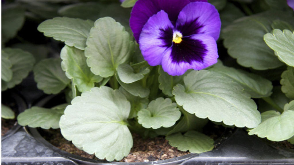 Columbia Road Flower Market A Londoners Guide To Beating The Queue And   Image 