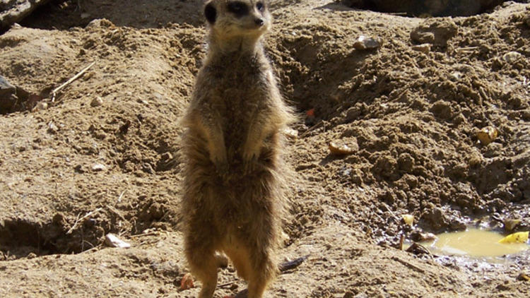 Meerkats