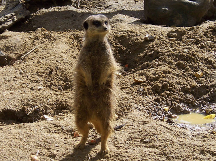 Meerkats