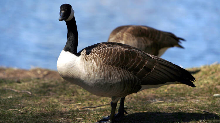 Canada goose at the park 