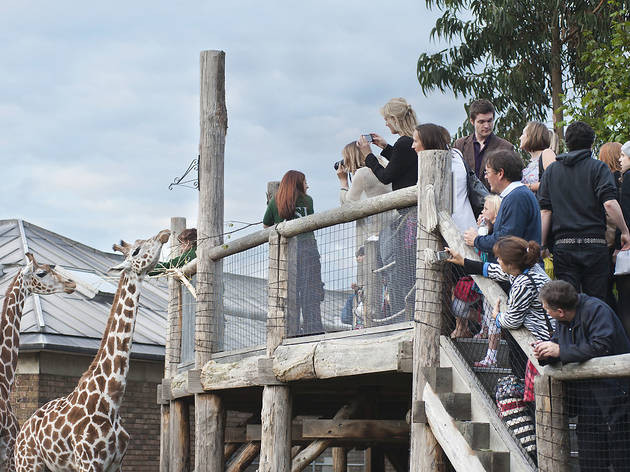 London Zoo Lates London Zoo Lates (© ZSL)