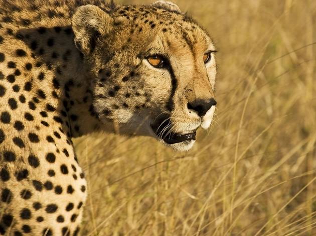 Cheetah Face_Adam Chapman.jpg Cheetah Face_Adam Chapman.jpg