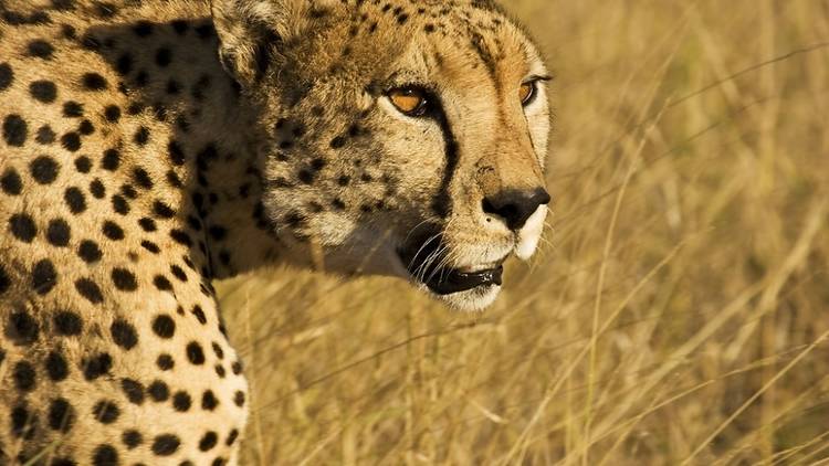 Cheetah Face_Adam Chapman.jpg