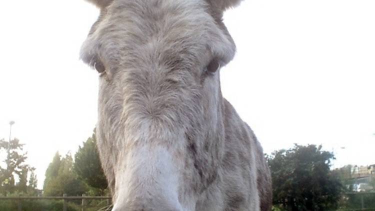 Spitalfields City Farm